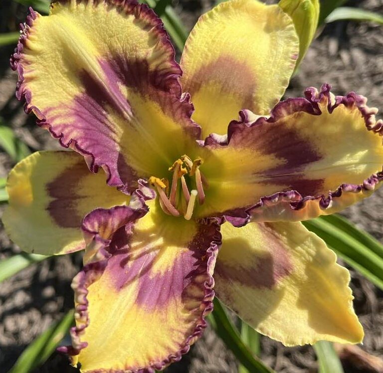 Daylily Sale & Auction August 3